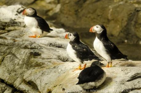 Puffins, so fabulous!