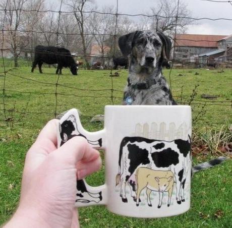 Top 10 Images of Big Dogs in Cups