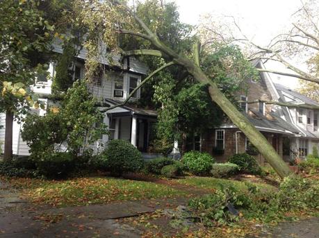Ditmas Park, Brooklyn, the day after Sandy, October 2012