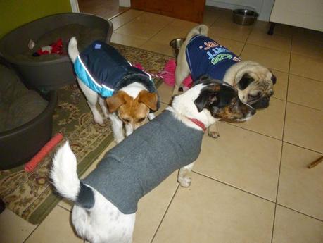 Dogs in Clothes