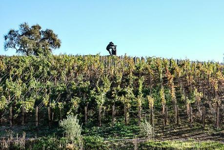 meritage resort and spa vineyards {GBF Travel + Style | This Isn't The Catalina Wine Mixer}