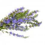 hyssop