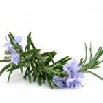 rosemary