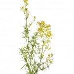 ladys bedstraw