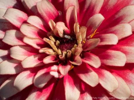 Swizzle Cherry & Ivory Zinnia © 2014 Patty Hankins