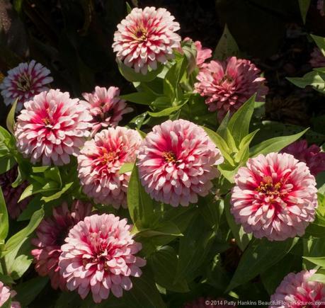 Swizzle Cherry & Ivory Zinnia © 2014 Patty Hankins