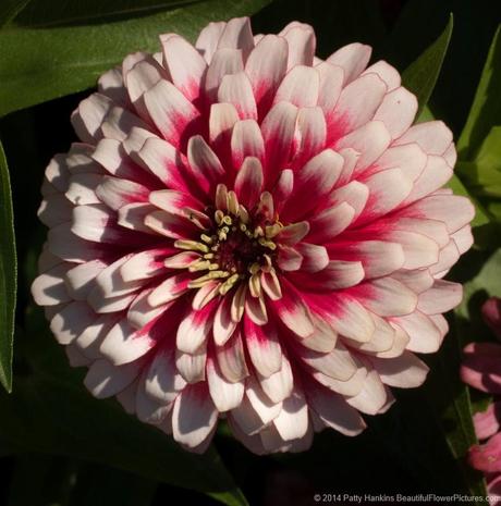 Swizzle Cherry & Ivory Zinnia © 2014 Patty Hankins