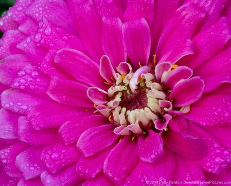 Center of a Pink Zinnia © 2014 Patty Hankins