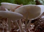 Fantastic Fungi: Hidden Internet Mushrooms