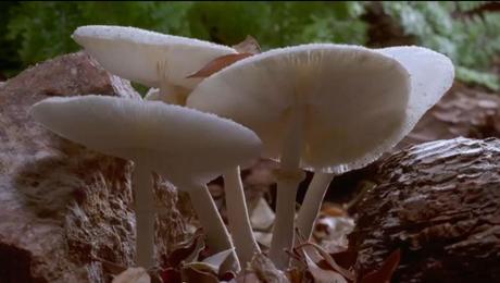 Fantastic Fungi_The_Spirit_of_Good