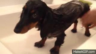 Dachshund Taking a Bath in the Wash Basin