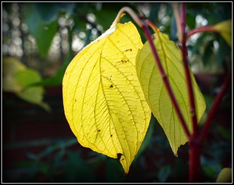 Colour in the garden