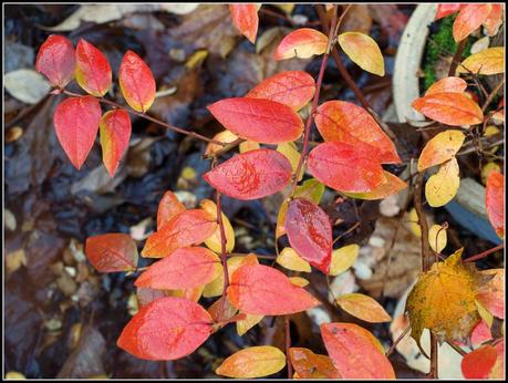 Colour in the garden