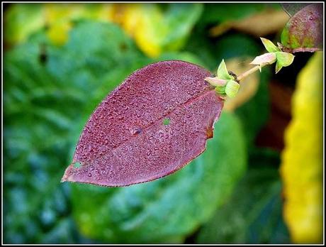 Colour in the garden