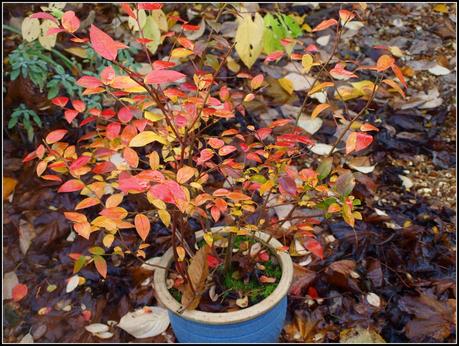 Colour in the garden