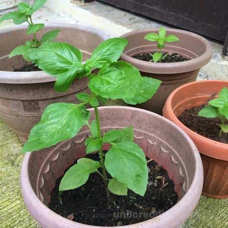 basil2