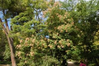 Koelreuteria bipinnata (18/10/2014, Real Jardín Botánico de Madrid)