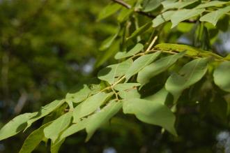 Koelreuteria bipinnata Leaf (18/10/2014, Real Jardín Botánico de Madrid)