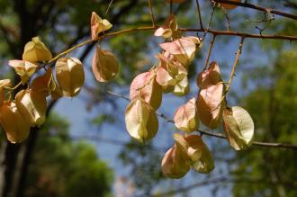 Koelreuteria bipinnata Fruit (18/10/2014, Real Jardín Botánico de Madrid)