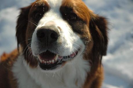 Photos: Keira dog enjoys the first snow at Pansy Patch Park in Ontario, Canada