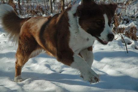 Photos: Keira dog enjoys the first snow at Pansy Patch Park in Ontario, Canada