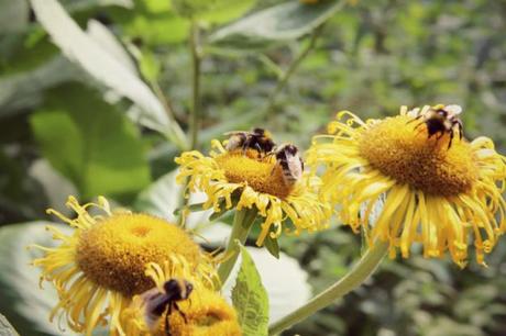 Bees at Harewood House