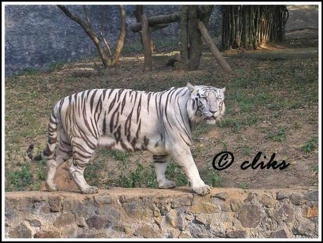 Vandalur Tiger returns ... another one released in Bangalore and maneaters !!