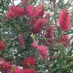 Flowery Fabulousness Down Under