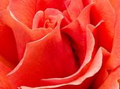 Photo: Tahitian Sunset Rose