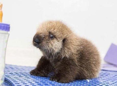 baby otter Pup 681