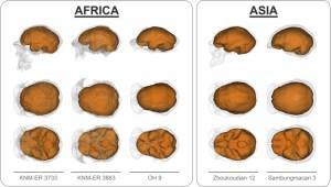 Homo erectus brain casts from around the world