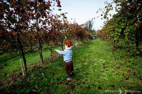 la vendemmia, vendemmia, wine grape picking, picking wine grapes, #vendemmia, emilia romagna, what to do in emilia romagna, #wine,#grapes, moms who love wine, what to do with kids in italy, what to do with kids in bologna, what to do with kids in modena, where to go with kids in modena, expat women in modena, expat moms in bologna, expats in italy, expat woman, #expatwoman,#expatwomen, expats in modena, life in Italy, life in modena, life in bologna, live in emilia romagna, what to see in modena, what to see in parma, what to see in bologna, fattoria centrofiori,#centofiori, fattoria bio, fattoria didattica, what is a learning farm, italy's learning farm, what to do in italy with kdis, where to go in italy with kids, the italian countryside, pigiare, the italian harvest, grape harvesting in italy, grape harvesting, life in europe, what is life like in europe, mom and son, mom blog, expat blog in italy, expat blog in modena, expat in italy, canadian blogger, italian blogger, blogger in italy, help for newcomers to italy, help for new comers to modena
