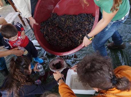 la vendemmia, vendemmia, wine grape picking, picking wine grapes, #vendemmia, emilia romagna, what to do in emilia romagna, #wine,#grapes, moms who love wine, what to do with kids in italy, what to do with kids in bologna, what to do with kids in modena, where to go with kids in modena, expat women in modena, expat moms in bologna, expats in italy, expat woman, #expatwoman,#expatwomen, expats in modena, life in Italy, life in modena, life in bologna, live in emilia romagna, what to see in modena, what to see in parma, what to see in bologna, fattoria centrofiori,#centofiori, fattoria bio, fattoria didattica, what is a learning farm, italy's learning farm, what to do in italy with kdis, where to go in italy with kids, the italian countryside, pigiare, the italian harvest, grape harvesting in italy, grape harvesting, life in europe, what is life like in europe, mom and son, mom blog, expat blog in italy, expat blog in modena, expat in italy, canadian blogger, italian blogger, blogger in italy, help for newcomers to italy, help for new comers to modena