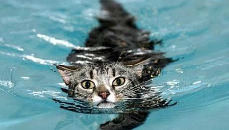 Top 10 Pictures of Cats Swimming