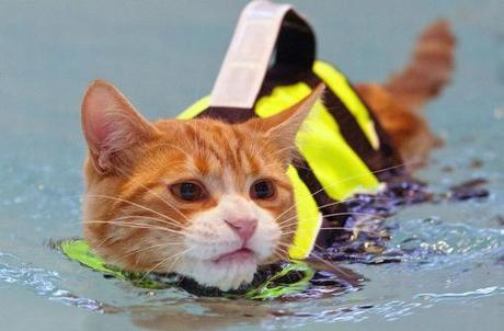 Top 10 Pictures of Cats Swimming