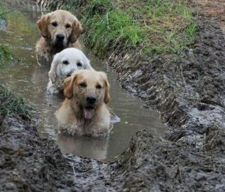 Top 10 Dogs Covered in Mud