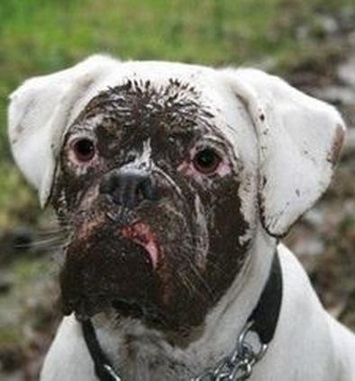 Top 10 Dogs Covered in Mud