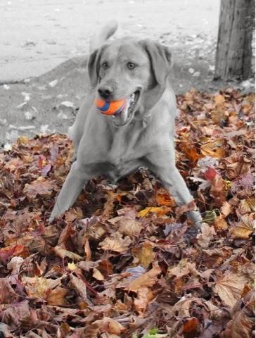 Black and White Sunday: Maggie