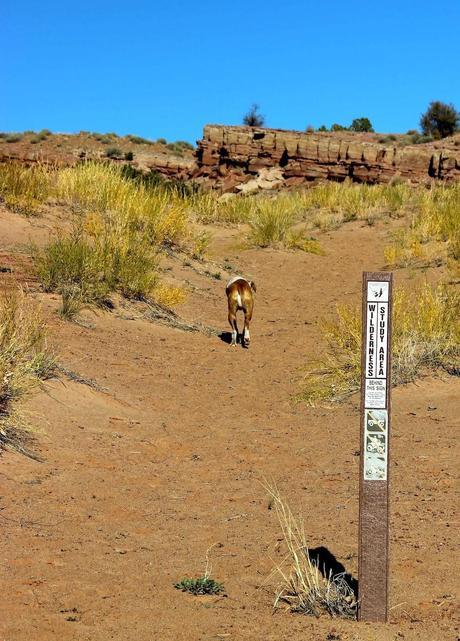 A Random Hike on a Reef