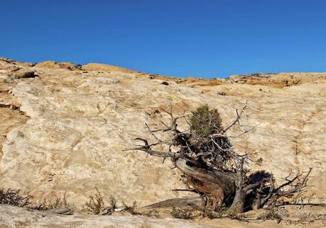 A Random Hike on a Reef