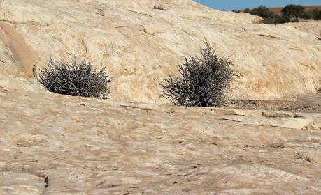 A Random Hike on a Reef