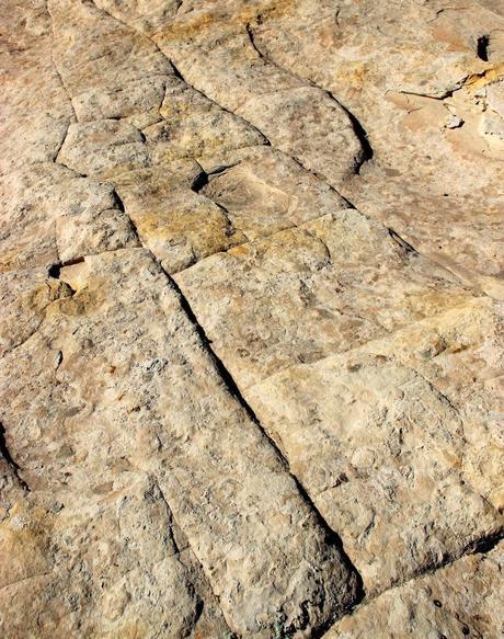A Random Hike on a Reef