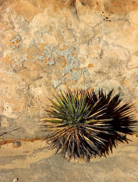 A Random Hike on a Reef