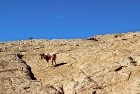 A Random Hike on a Reef