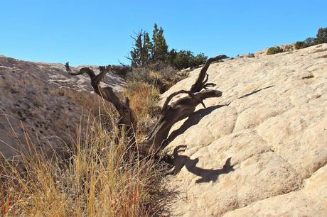 A Random Hike on a Reef