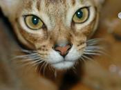 Adopting Abyssinian: Need Know About Abyssinian Breed