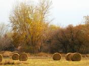 Pretty Bales