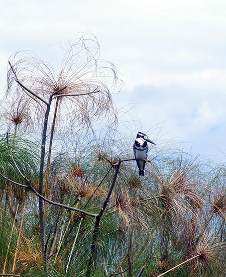 Pied Kingfisher Mabamba Swamp. Big Birding Day. 