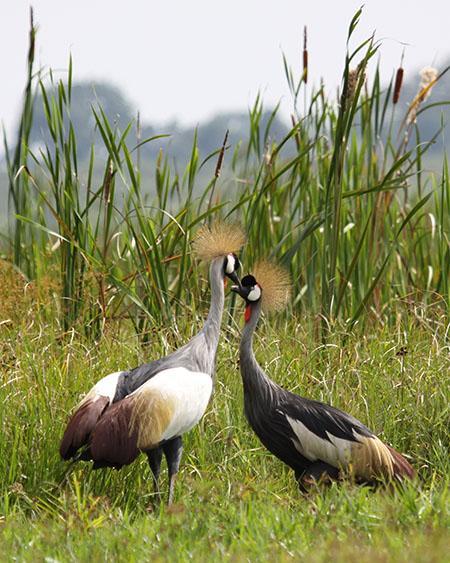 Pair of Grey Crowned Cranes. Big Birding Day. PHOTO Kaj Ostergaard