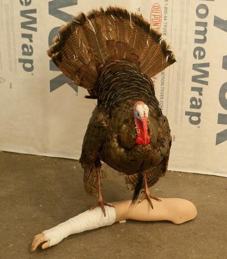 Photo of Turkey And Limb